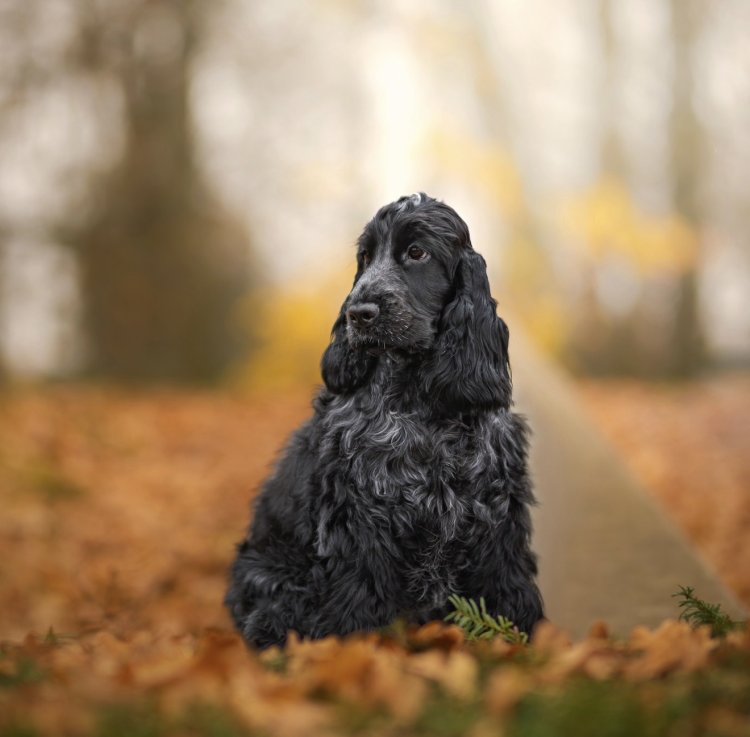 Candy / COTTON CANDY Fallin' Roan