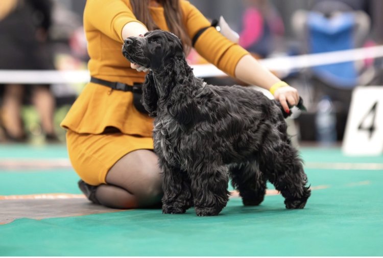 Candy / COTTON CANDY Fallin' Roan