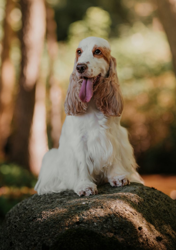 Lucy / VALENTINE'S SPRINKLES Fallin' Roan